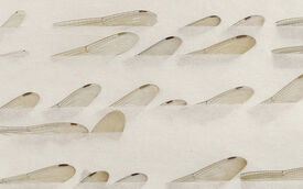 Lettre d’intention.
Papier, ailes de libellule (série) - 30x20 cm